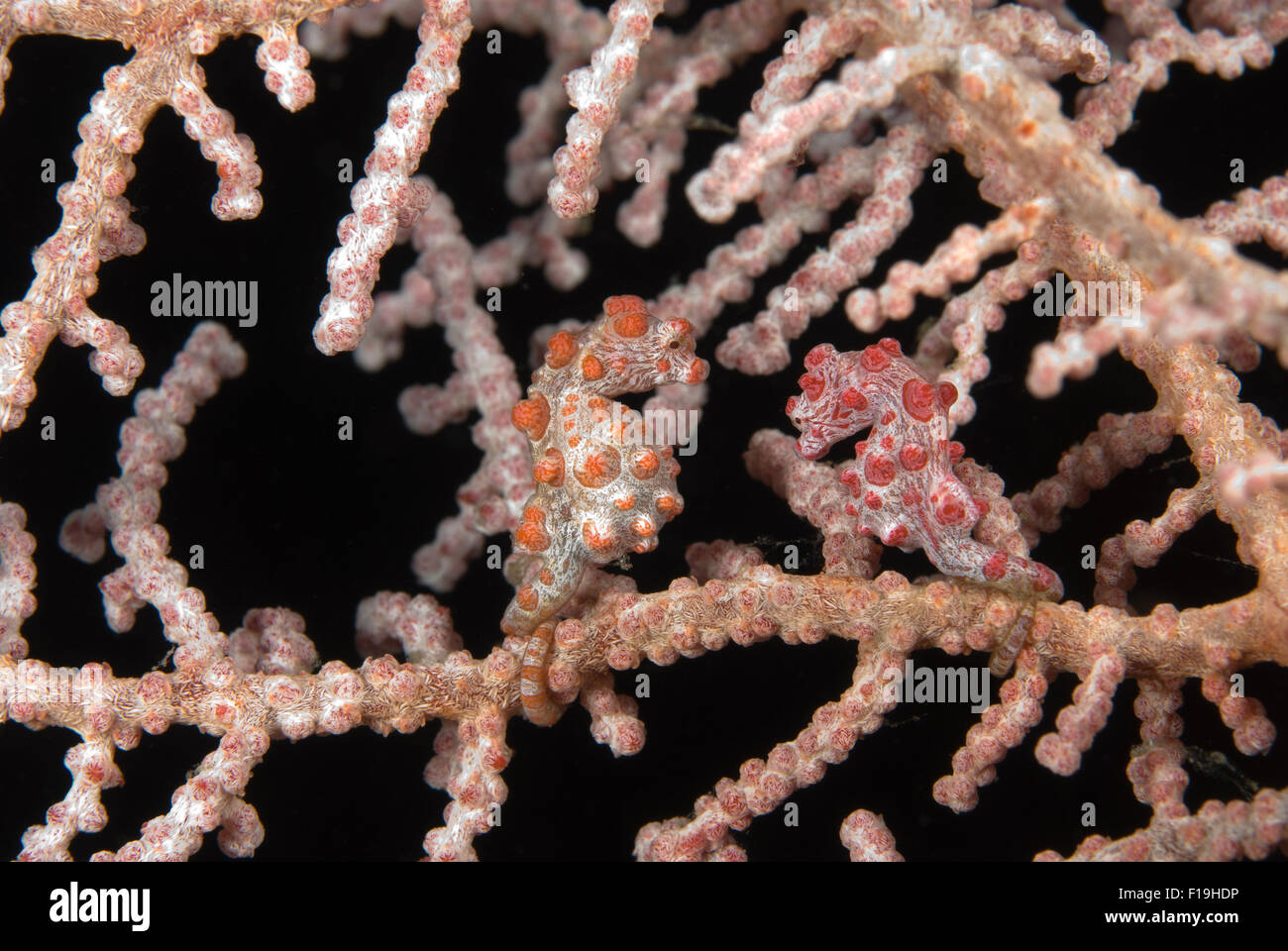 PX510167-D. Los pigmeos de caballitos de mar (Hippocampus bargibanti), dos uno junto al otro, sólo 1 cm de largo. Camufla brillantemente con el mar fa Foto de stock