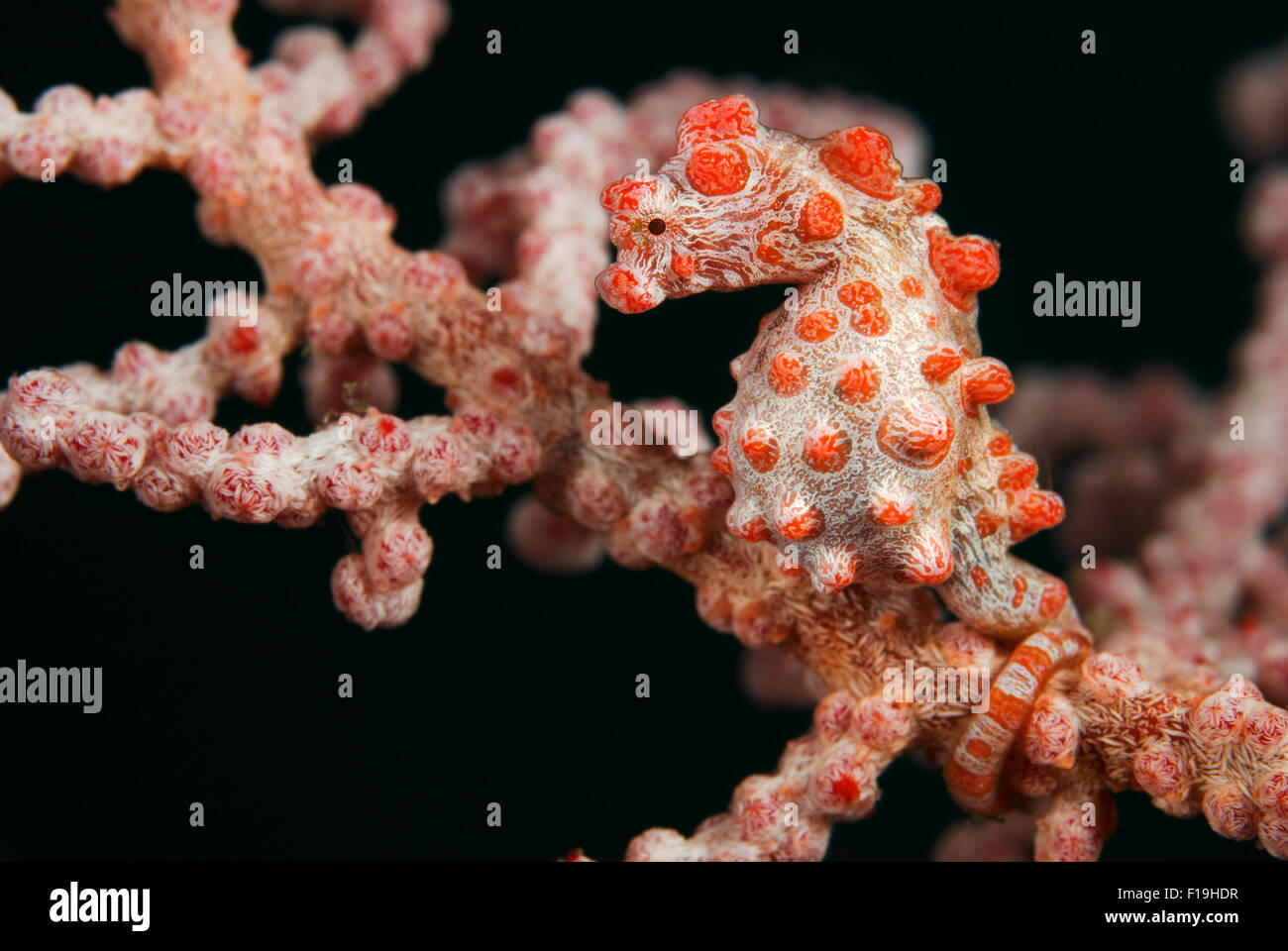 PX510203-D. Pigmeo Caballito de mar (Hippocampus bargibanti). Sólo 1 cm de largo. Camufla brillantemente con el fan de mar. Indonesia, tropical Pa Foto de stock