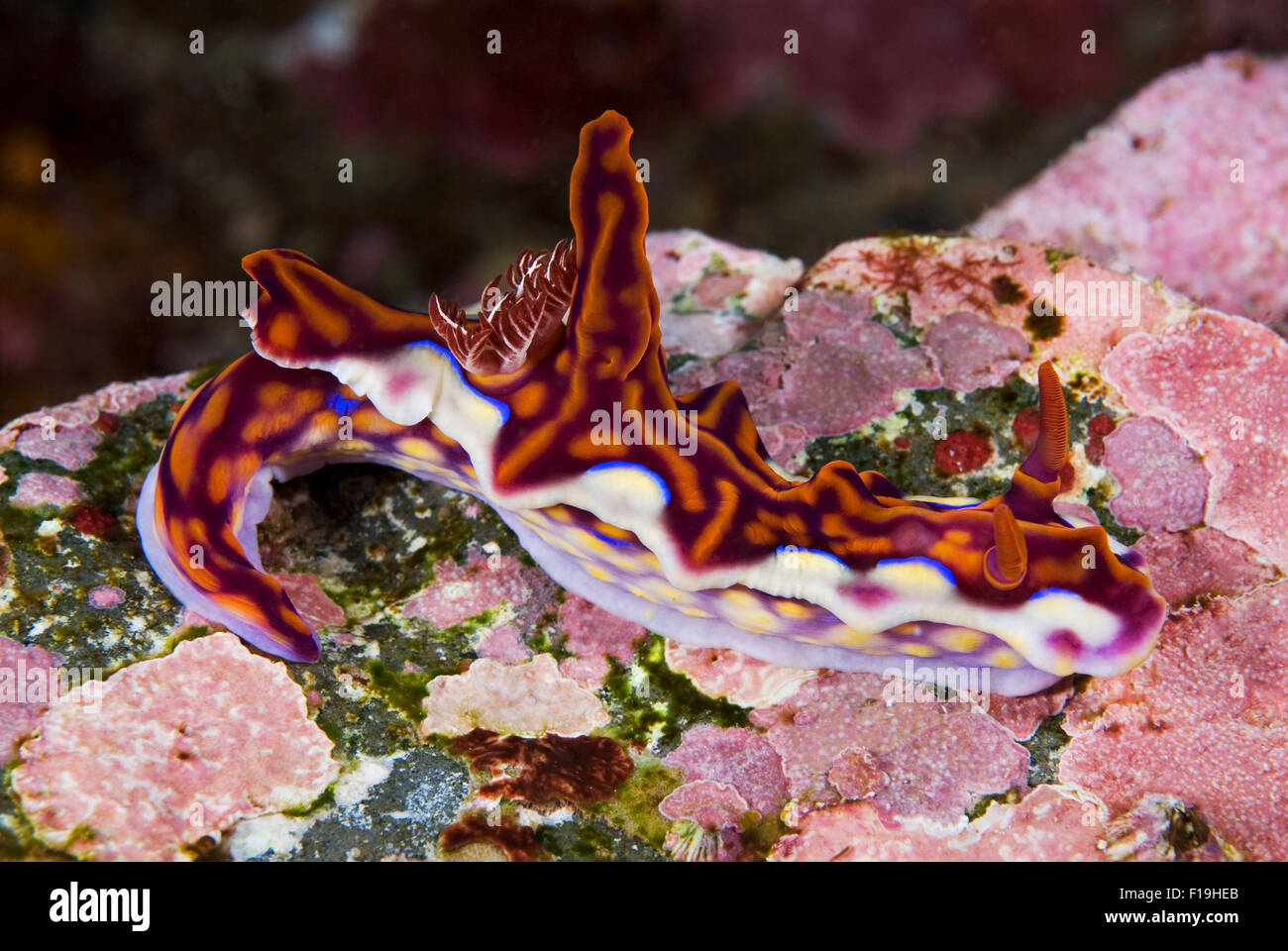 Px520444-D. Magnífico Nudibranch (Ceratosoma flavicostatum) Mar slug, también llamado Miamira Ceratosoma flavicostata, magnifica Foto de stock