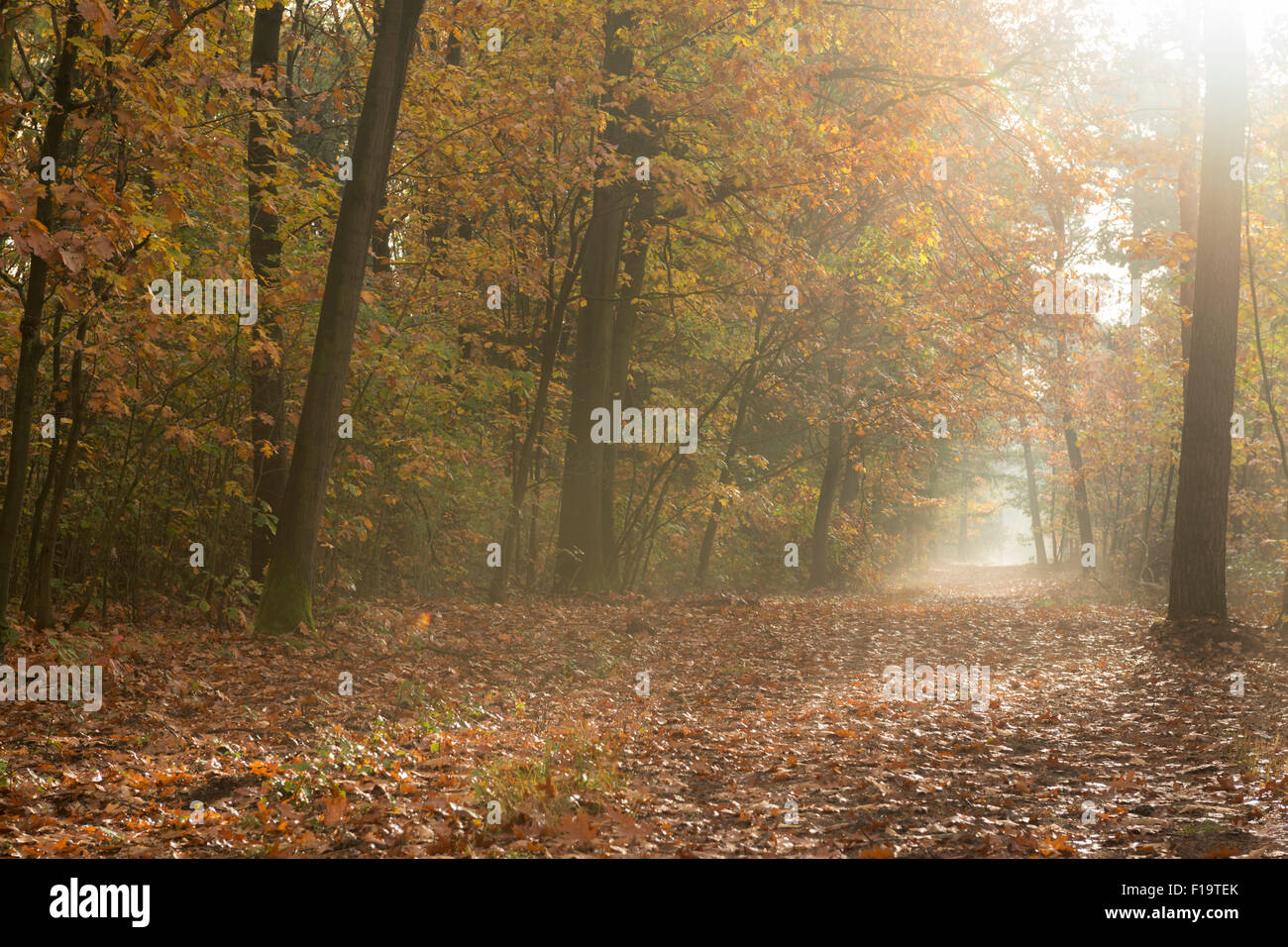 Ruta del bosque otoñal en una luz dorada invita a un día de recreación en el bosque, Golden de octubre. Foto de stock