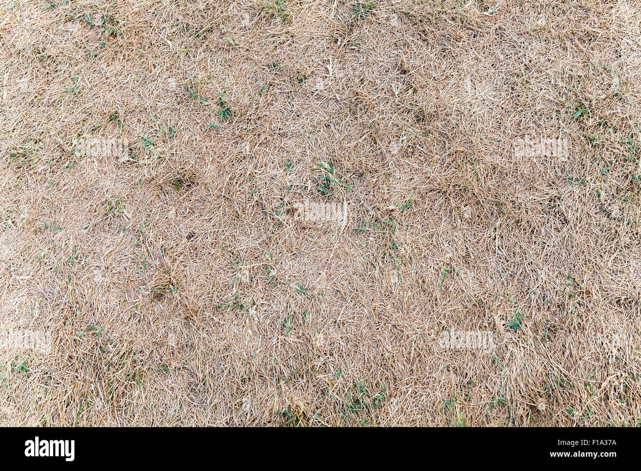 Hierba seca con plantas verdes, fondo textura fotográfica Foto de stock