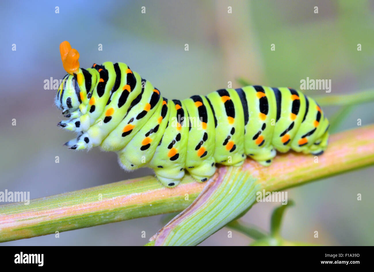 Un cierre para arriba del Caterpillar (Papilio xuthus) Foto de stock