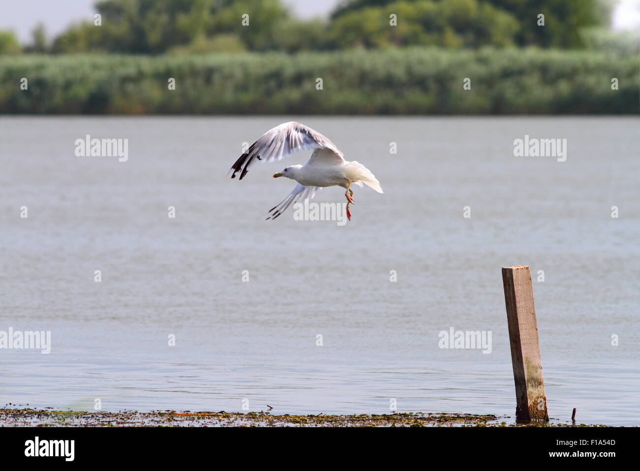 Gaviota blanca tomando vuelo desde un montón de madera sobre el río Danubio, Rumanía Foto de stock