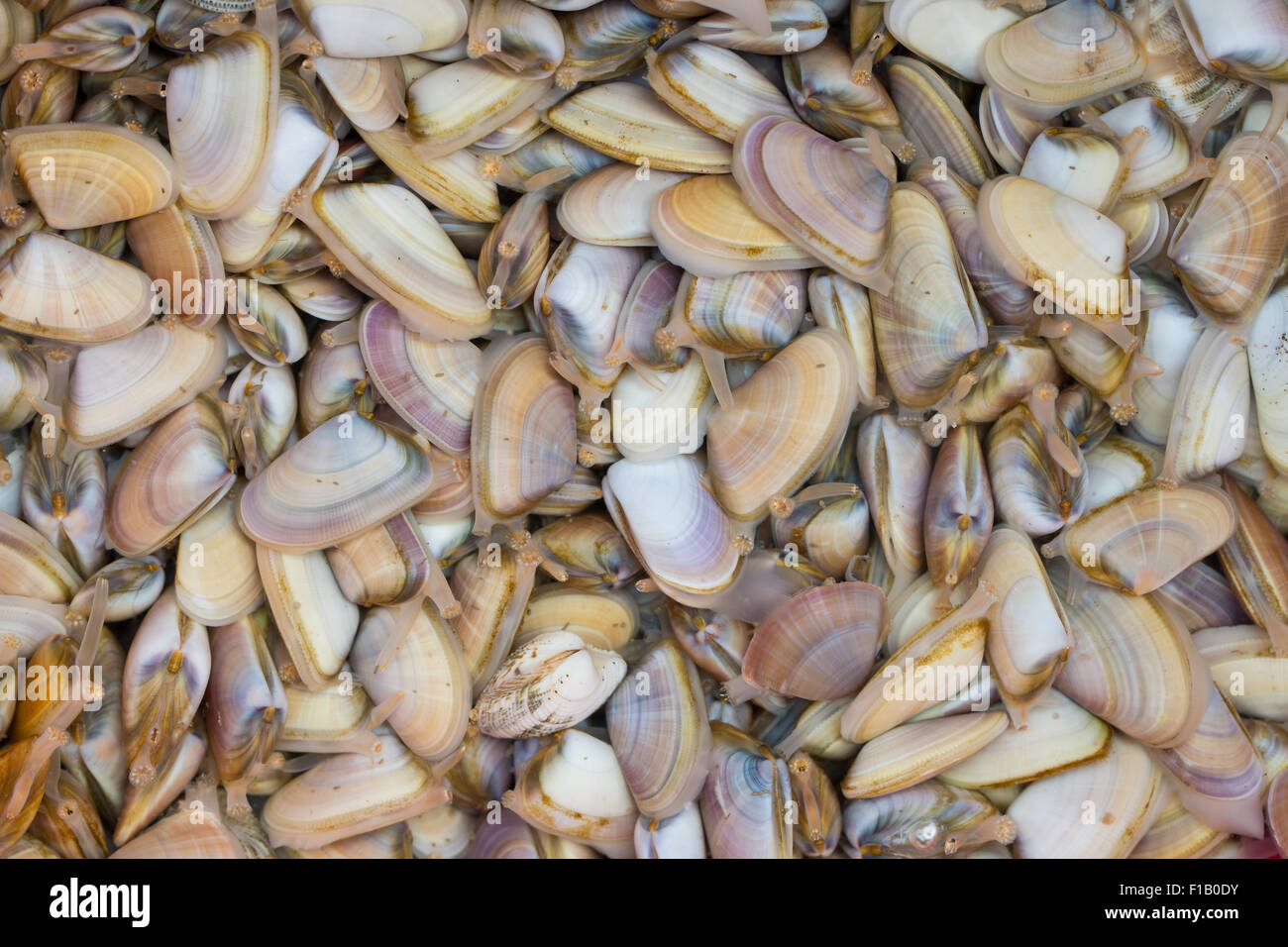Un montón de conchas de cuña abrupto en un recipiente lleno de agua de mar después de la cosecha Foto de stock
