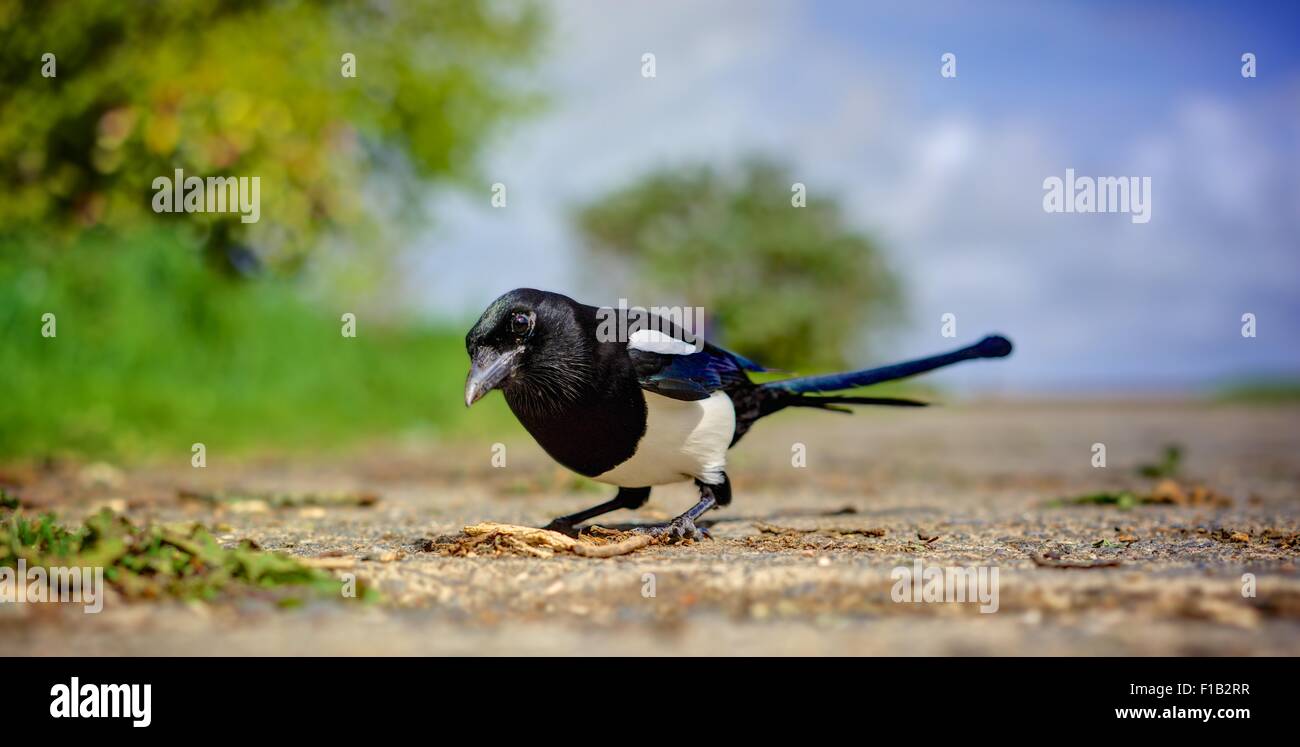 Un Común Urraca, Pica pica, un disparo de ángulo muy bajo, curioso pájaro enfocado contra un desenfoque de follaje de primavera, cielo azul. Foto de stock