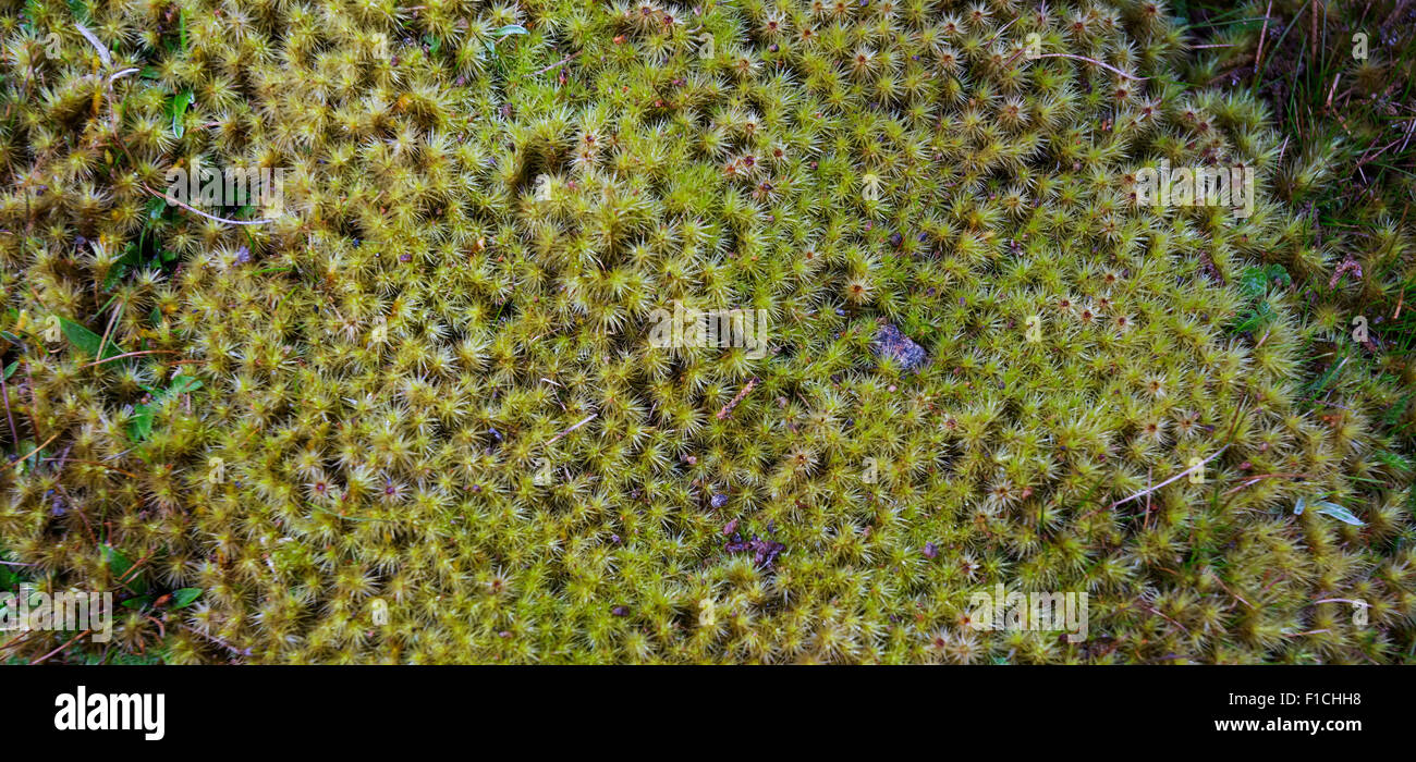 Moss en un páramo alpino, Monte Field, en Tasmania, Australia Foto de stock