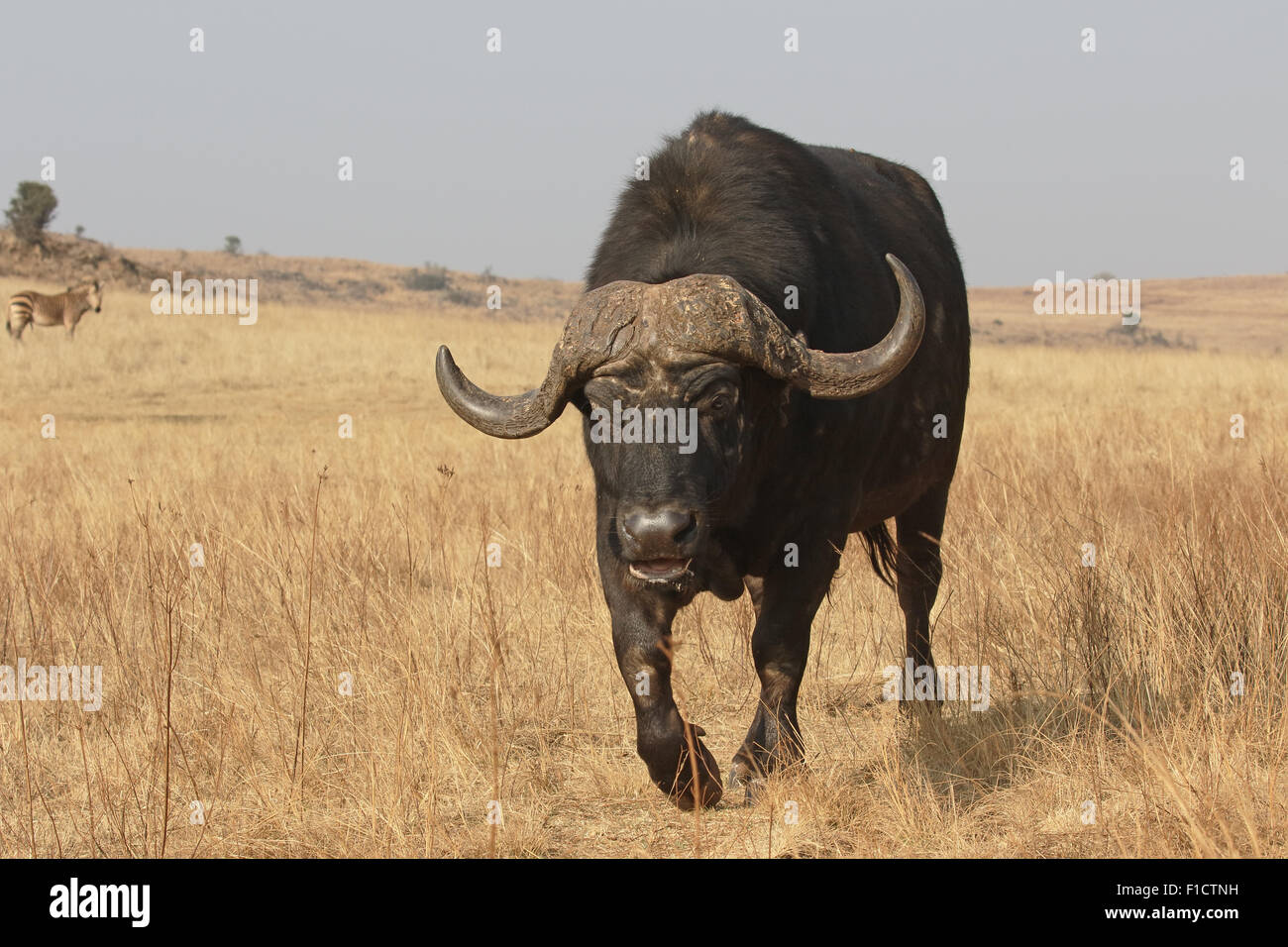 El búfalo africano, Syncerus caffer, único mamífero sobre el césped, Sudáfrica, agosto de 2015 Foto de stock