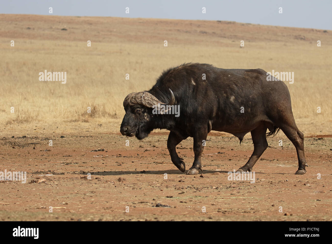 El búfalo africano, Syncerus caffer, único mamífero sobre el césped, Sudáfrica, agosto de 2015 Foto de stock