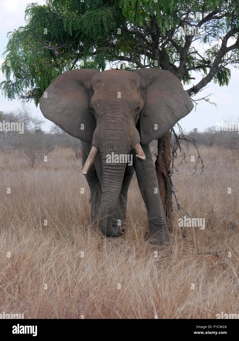 El elefante africano, Loxodonta africana, Sudáfrica, agosto de 2015 Foto de stock