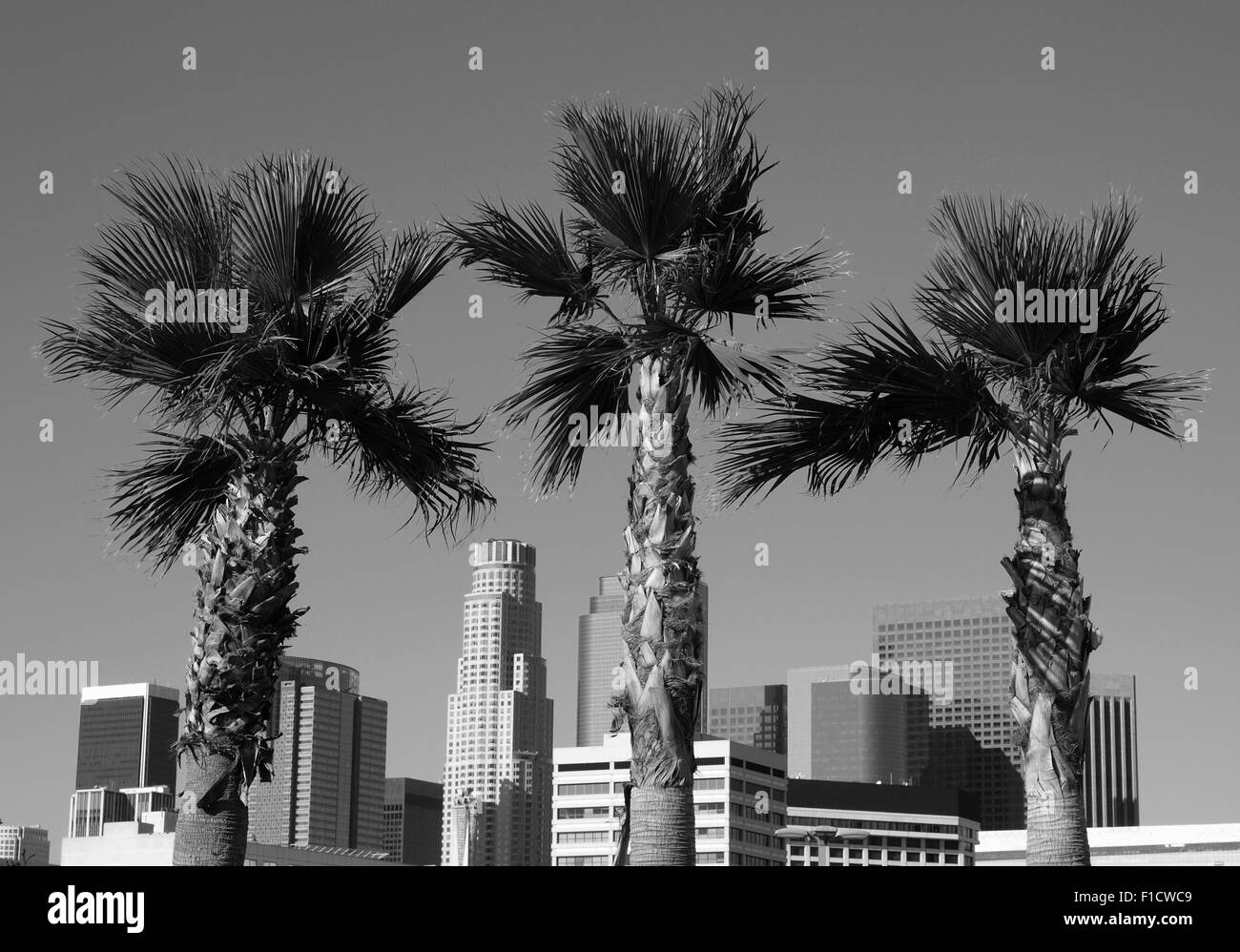 Palmeras y altos rascacielos del centro de Los Ángeles, California, en blanco y negro. Foto de stock