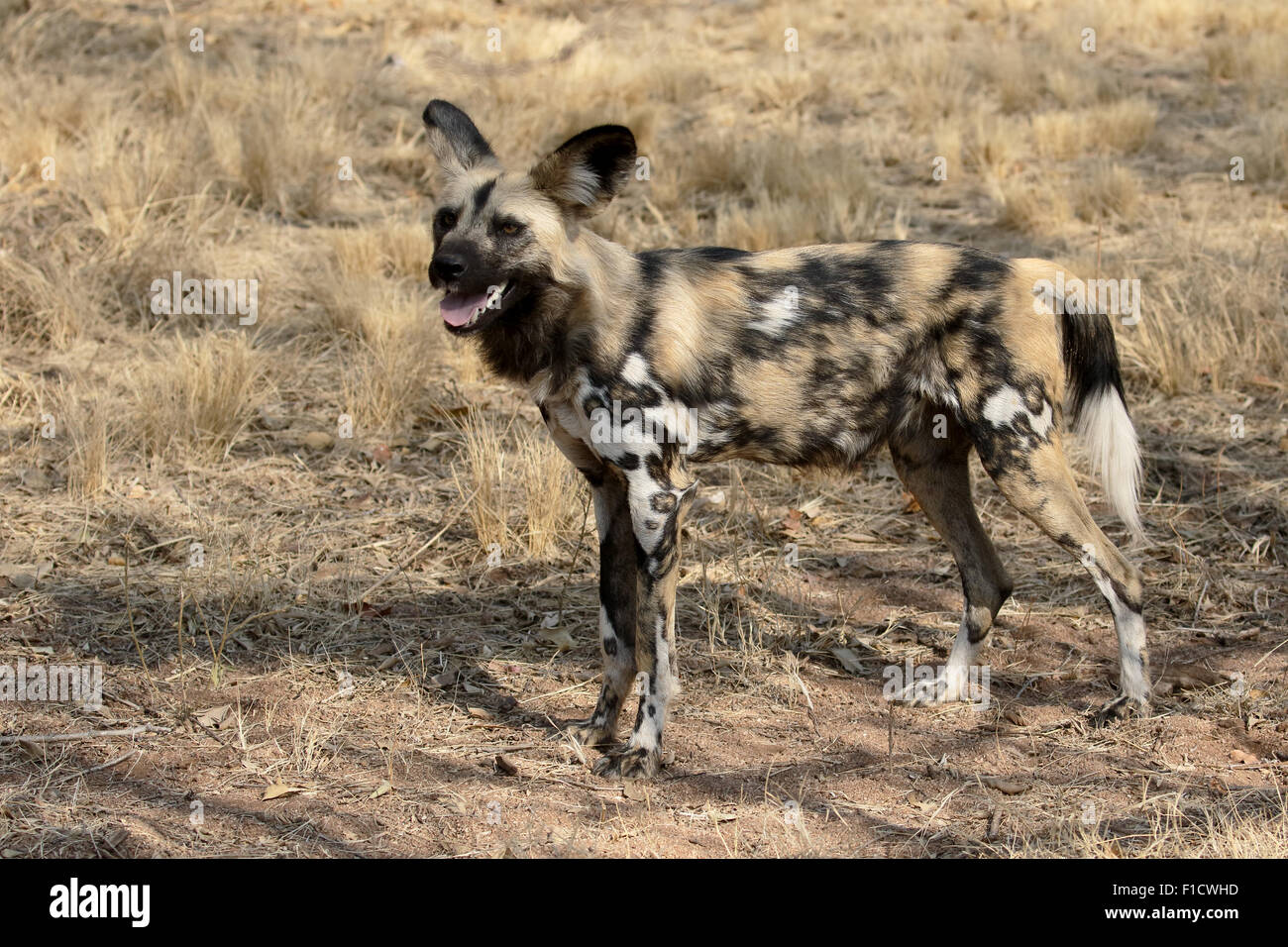 Cape perro de caza, Lycaon pictus, único mamífero, Sudáfrica, agosto de 2015 Foto de stock