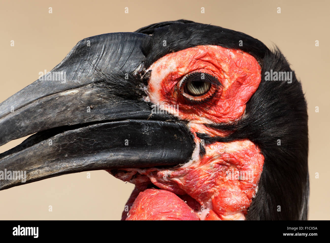 Tierra, Bucorvus leadbeateri bucero, única ave cabeza disparado, Sudáfrica, agosto de 2015 Foto de stock