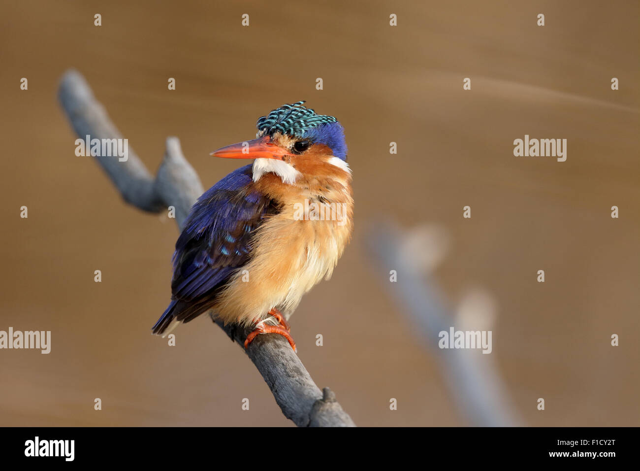 Malachite kingfisher, Alcedo cristata, solo pájaro en rama, Sudáfrica, agosto de 2015 Foto de stock