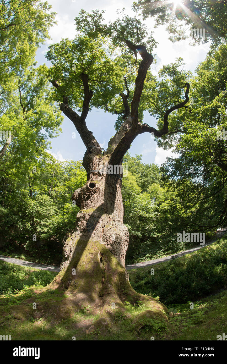 Imagen de la memorable Oak Tree - 800 años de viejo roble Foto de stock