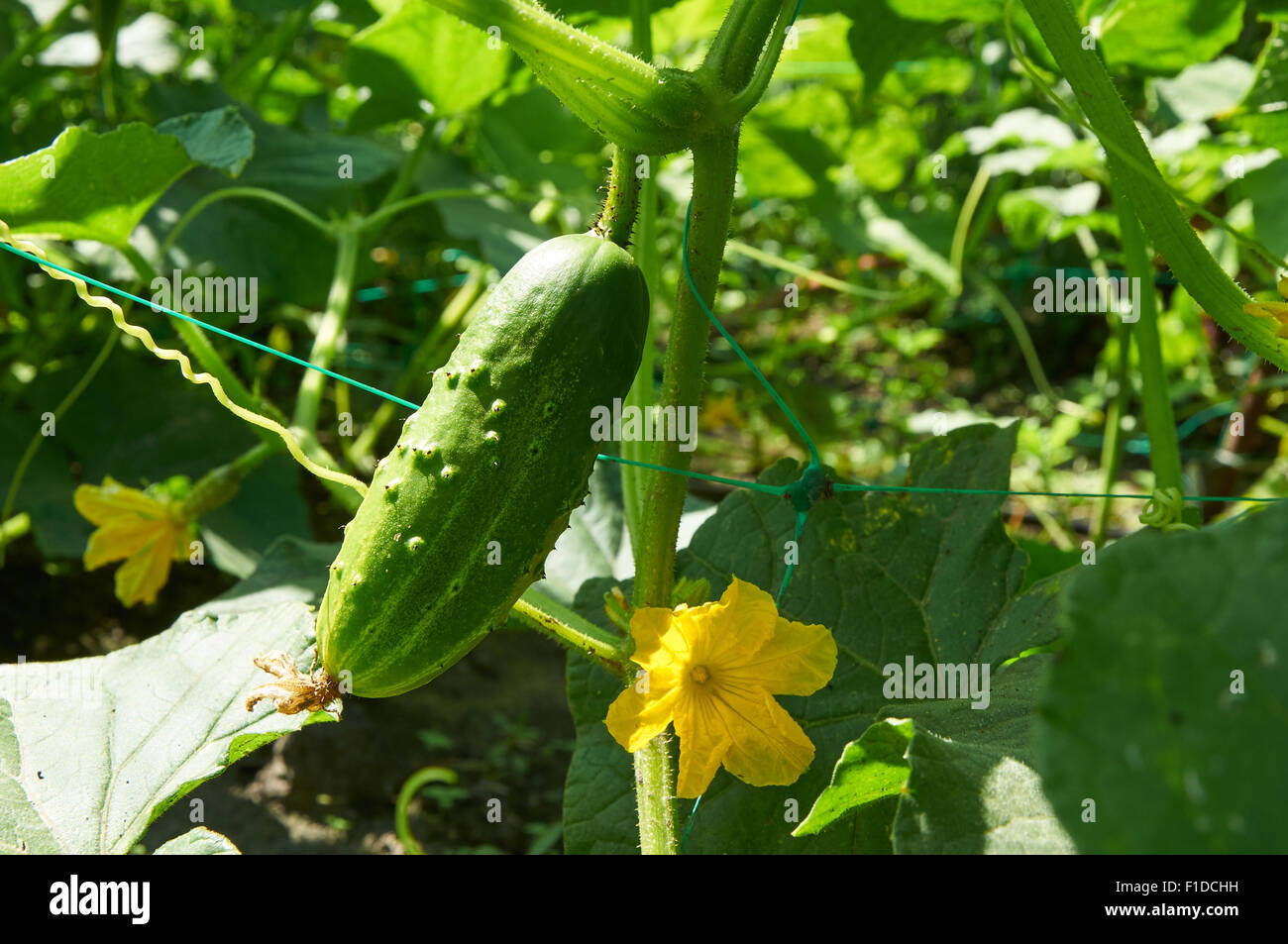 Pepino en la brillante luz del sol crecen en la planta Foto de stock