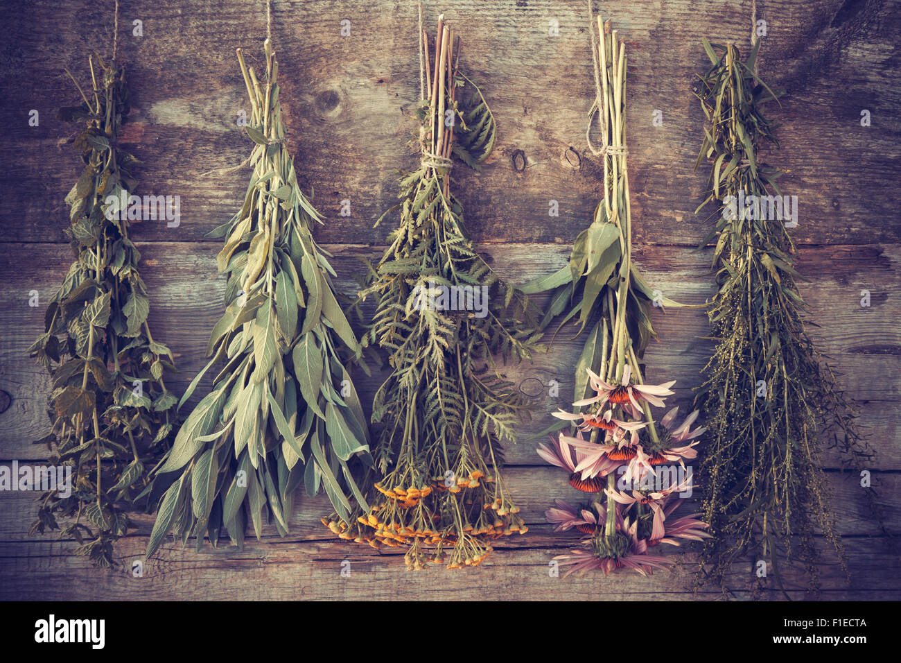 Vintage foto estilizada de los manojos de hierbas curativas en la pared de madera, la medicina herbaria. Foto de stock