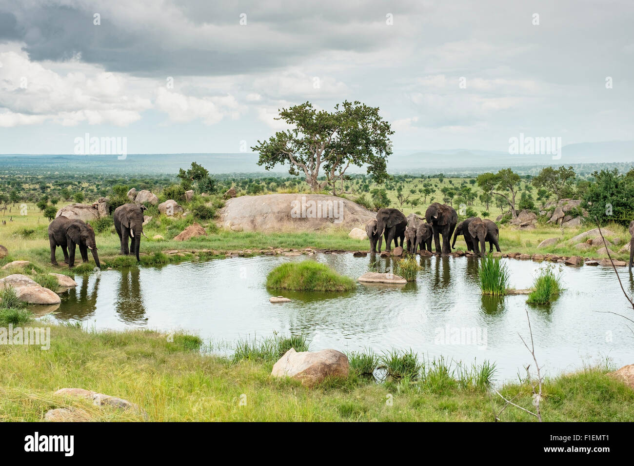 Los elefantes en el abrevadero, Serengeti Tanzania Foto de stock