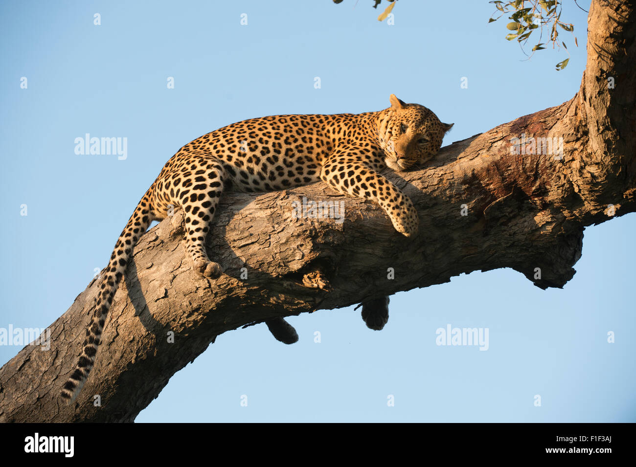 Leopardo africano femenino acostado en el árbol Foto de stock