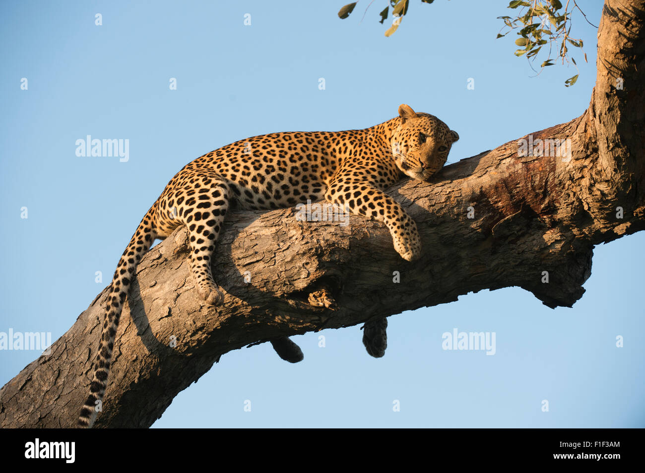 Leopardo africano femenino acostado en el árbol Foto de stock