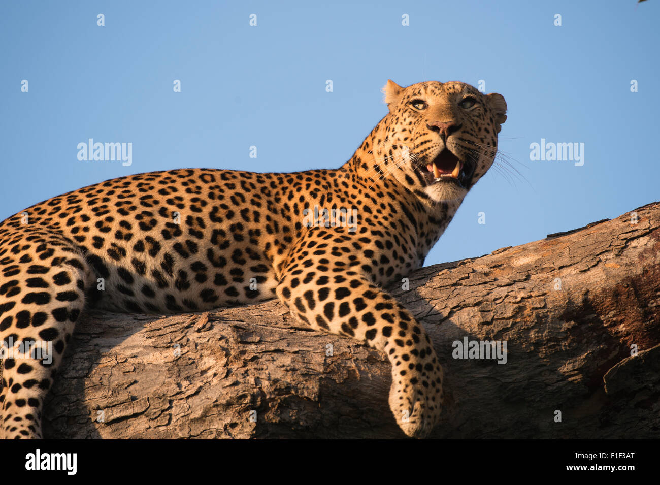 Leopardo africano femenino acostado en el árbol Foto de stock