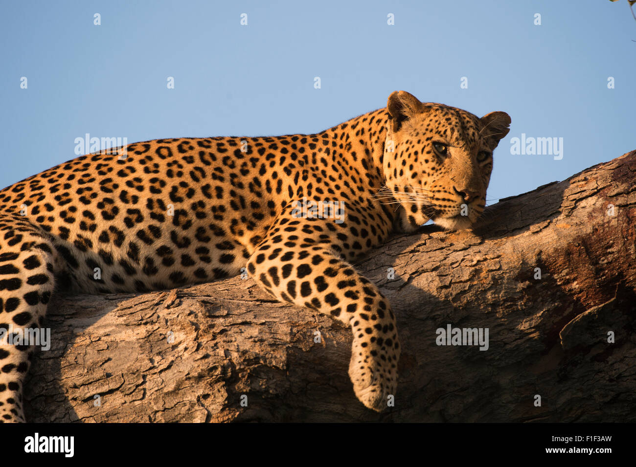 Leopardo africano femenino acostado en el árbol Foto de stock