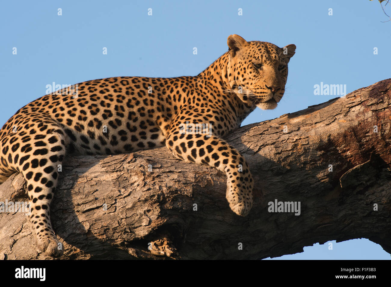 Leopardo africano femenino acostado en el árbol Foto de stock
