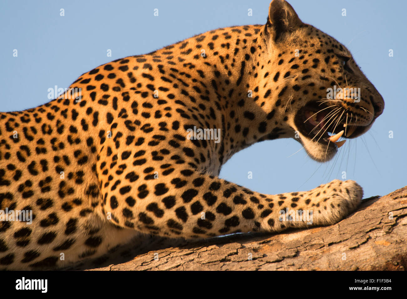 Leopardo africano femenino acostado en el árbol Foto de stock