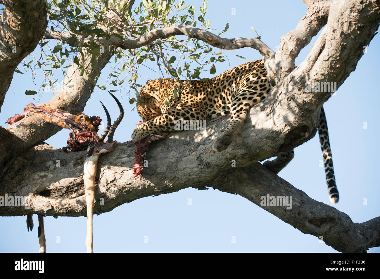African leopardo Panthera pardus, Foto de stock