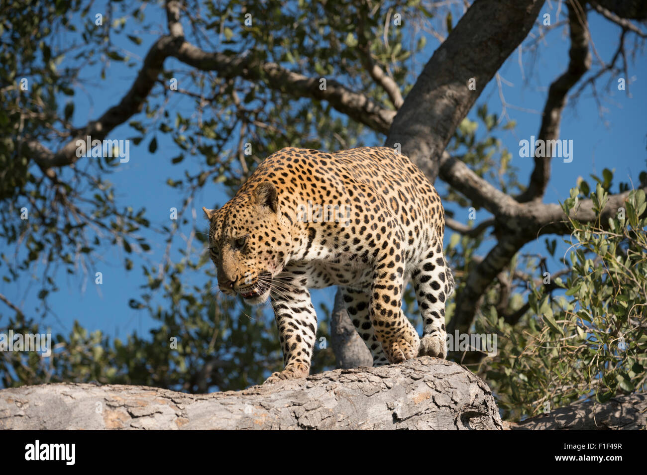 Varón africano,leopardo Panthera pardus, escalada down tree Foto de stock