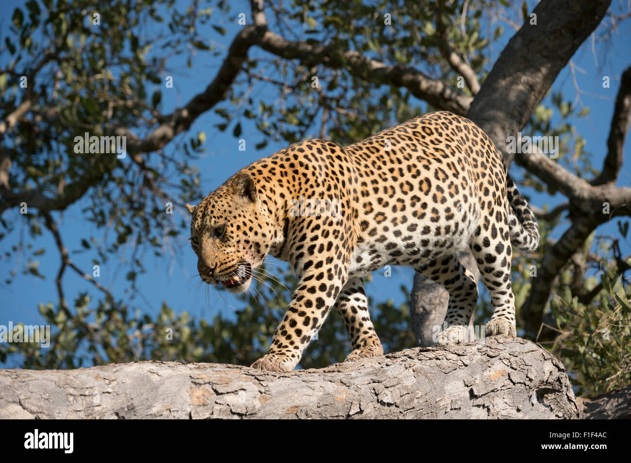 Varón africano,leopardo Panthera pardus, escalada down tree Foto de stock