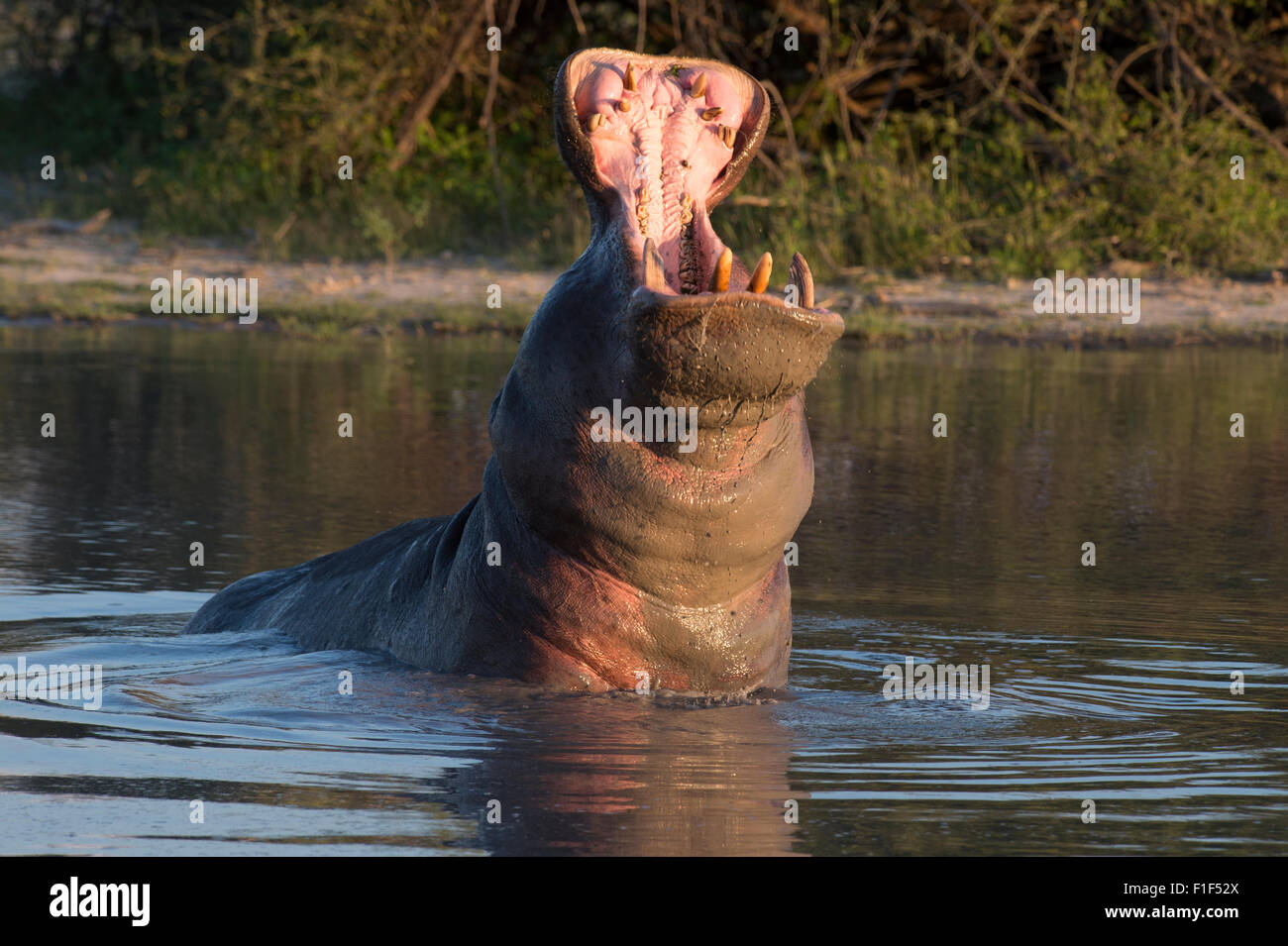 Hippopotamus amphibius, hipopótamo en agua infringir Foto de stock
