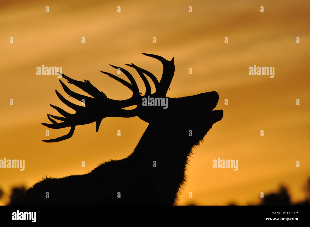 Ciervo, Gamo Cervus elephus, rugiendo al atardecer en Westland, Nueva Zelanda Foto de stock