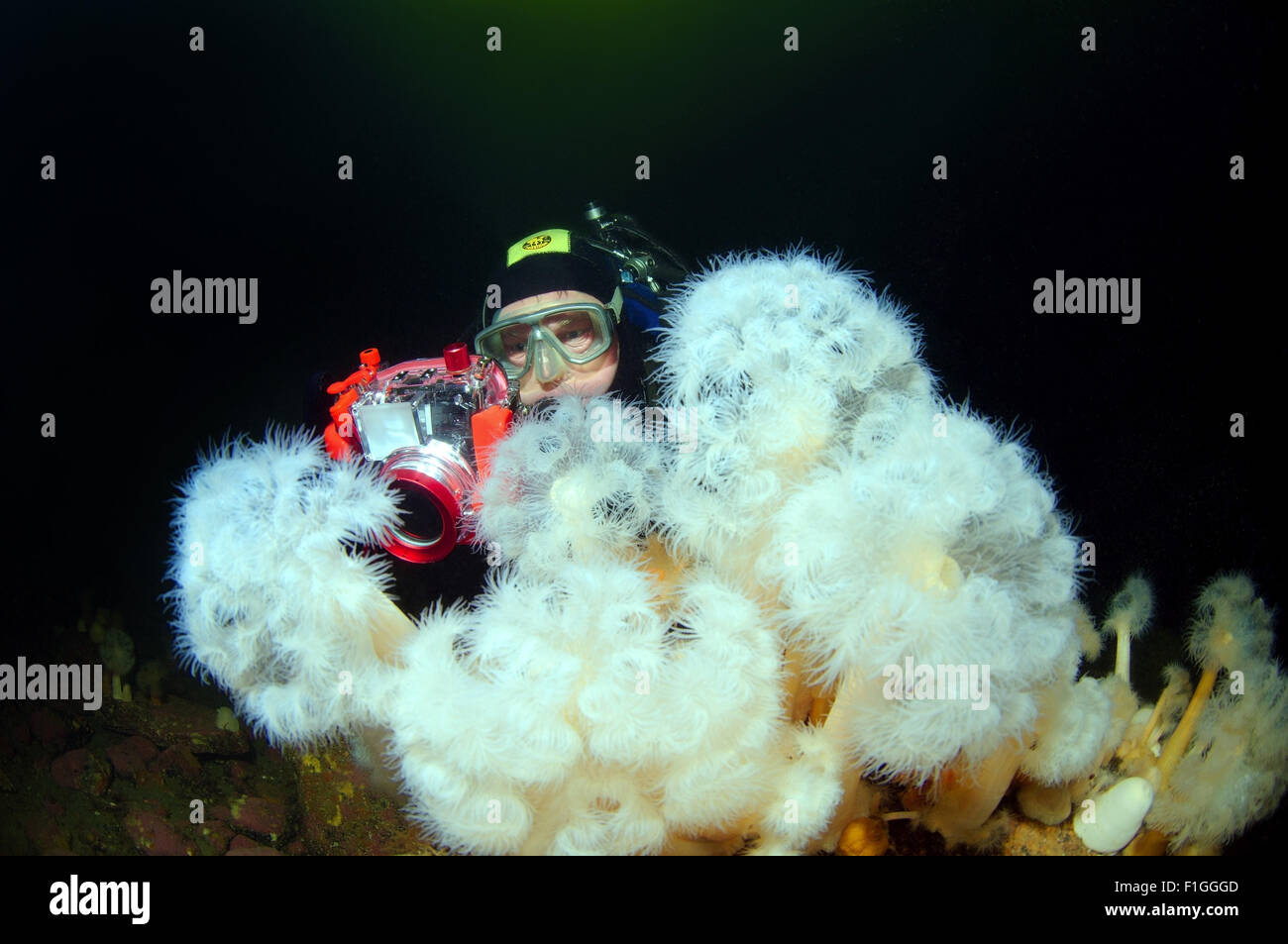 El 15 de octubre de 2014 - Mar Blanco, el Ártico, Rusia - Underwater photographr y plumosos o frilled anémona (anemone senil Metridium) Mar Blanco, Karelia, Ártico, Federación de Rusia (Crédito de la Imagen: © Andrey Nekrasov/Cable/ZUMAPRESS.com) Zuma. Foto de stock