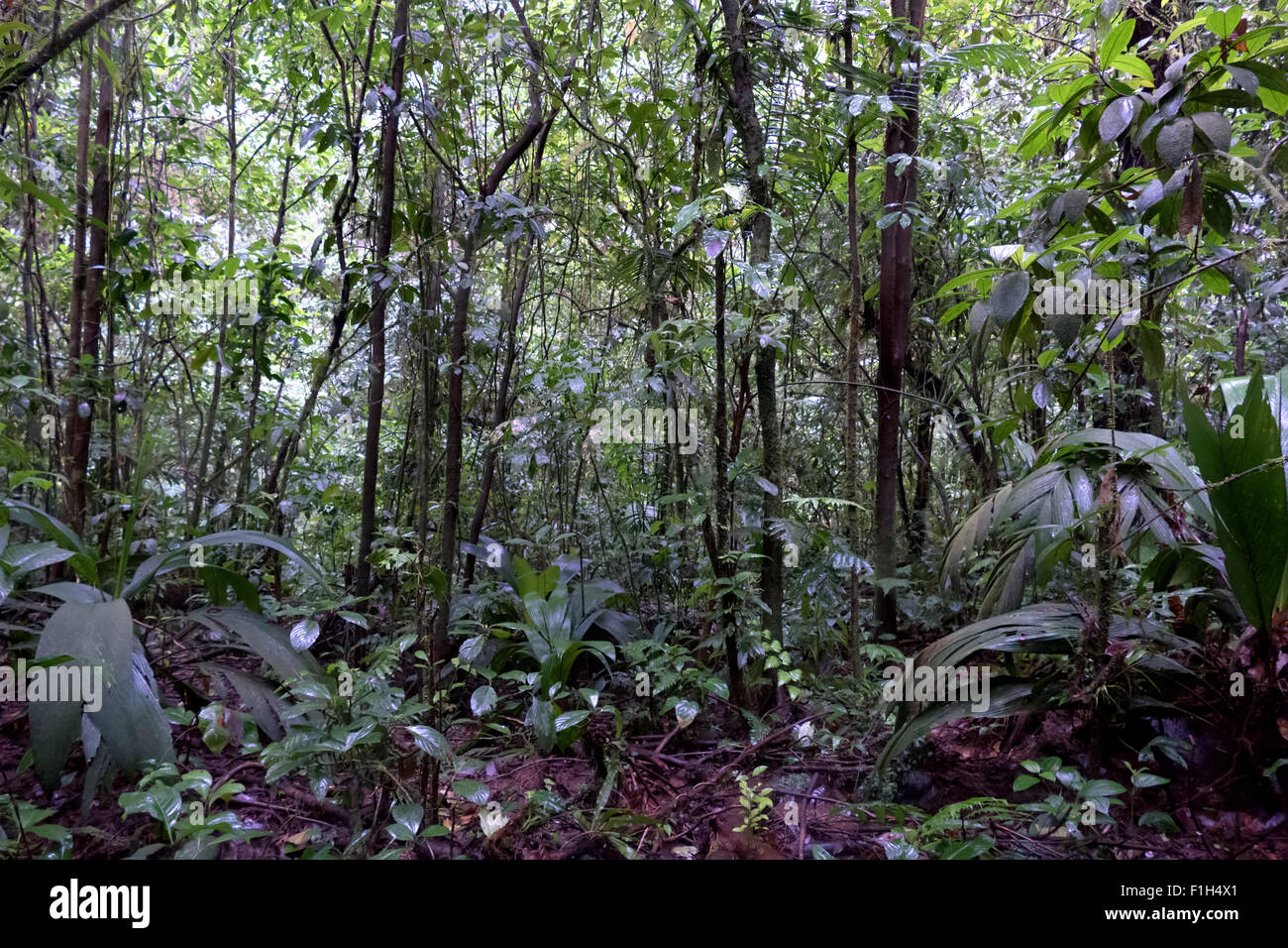 Costa Rica, América Central, la vista del Parque Nacional Braulio Carrillo. Selva, Bosque, selva tropical, la conservación de la naturaleza, los árboles Foto de stock