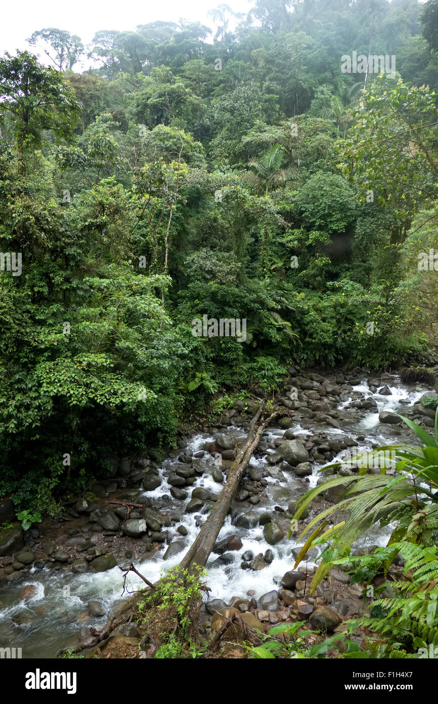 Costa Rica, América Central, la vista del Parque Nacional Braulio Carrillo. Selva, Bosque, selva tropical, la conservación de la naturaleza, río Foto de stock