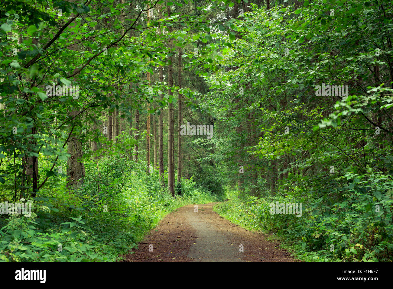 Carretera Escénica en verde bosque de verano Foto de stock
