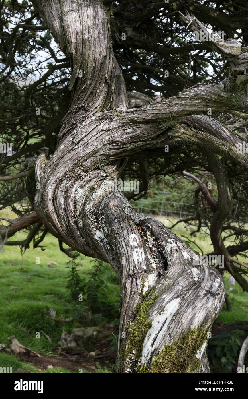 Retorcido tronco de árbol de enebro Juniperus Communis Los Peninos del Norte, Upper Teesdale, Condado de Durham, Reino Unido Foto de stock
