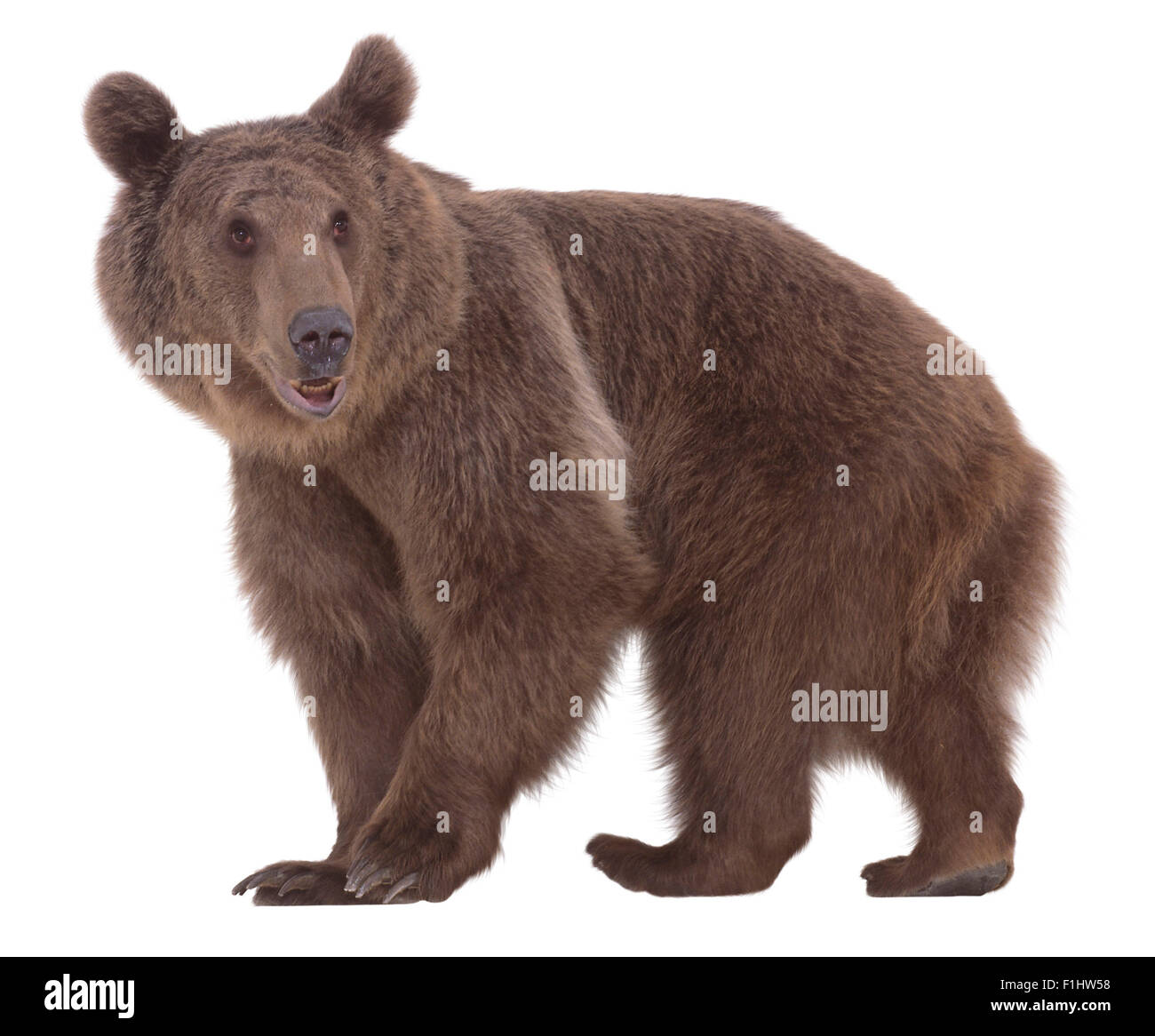 Oso pardo (Ursus arctos). La familia Ursidae. La subespecie Ursus arctos arctos, un oso pardo sirio Foto de stock