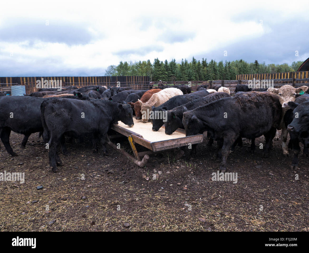 Galloway Negro Angus X años, ganado vacuno alimentándose en tierra cebada y tierra de Diatomaceous. Foto de stock