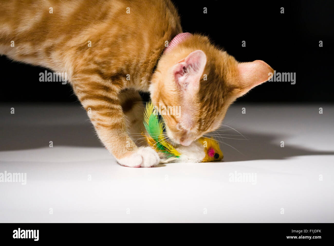 American Shorthair gato atigrado naranja jugando con un ratón de juguete Foto de stock