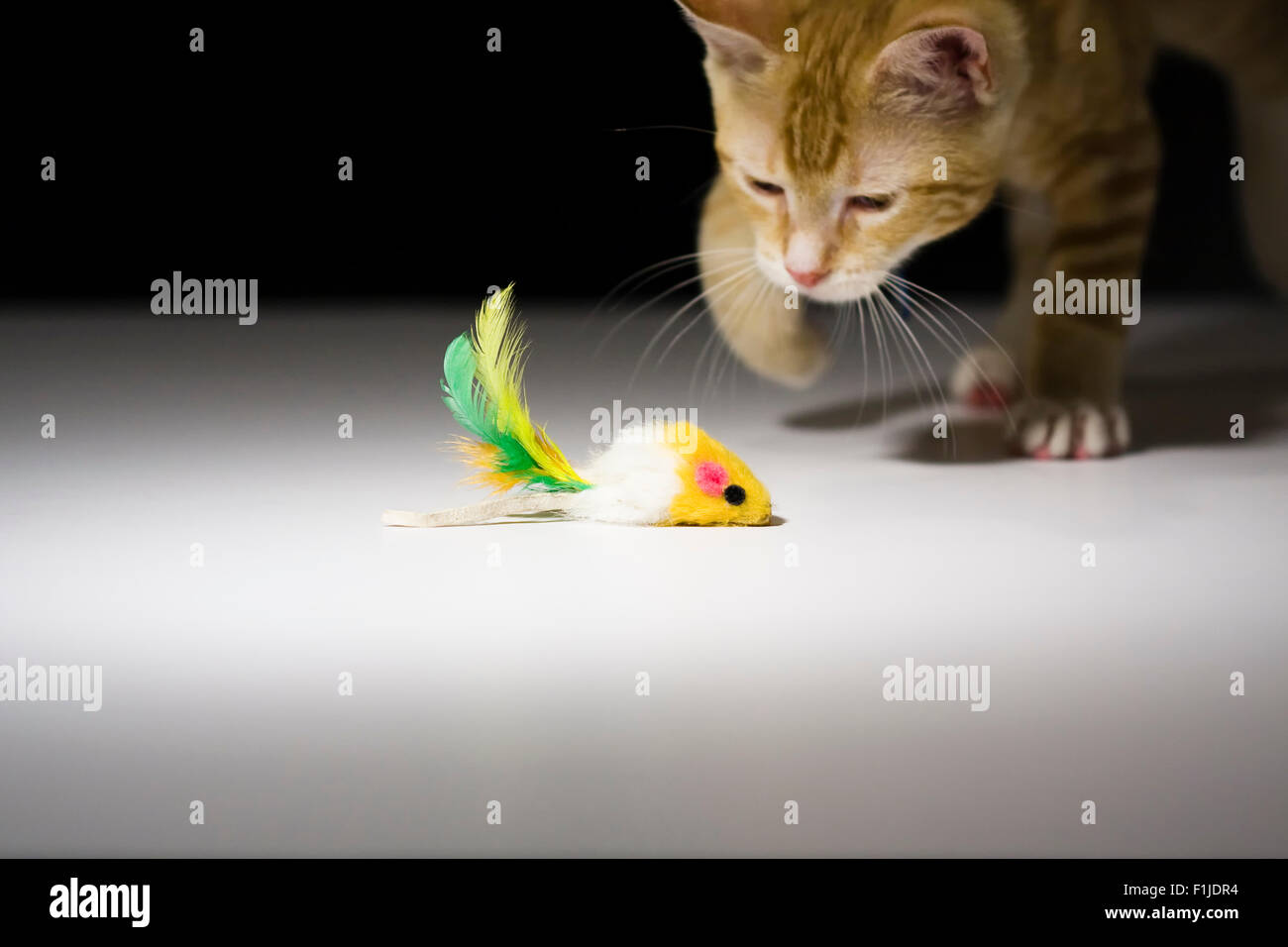 American Shorthair gato atigrado naranja a punto de saltar sobre un ratón de juguete Foto de stock