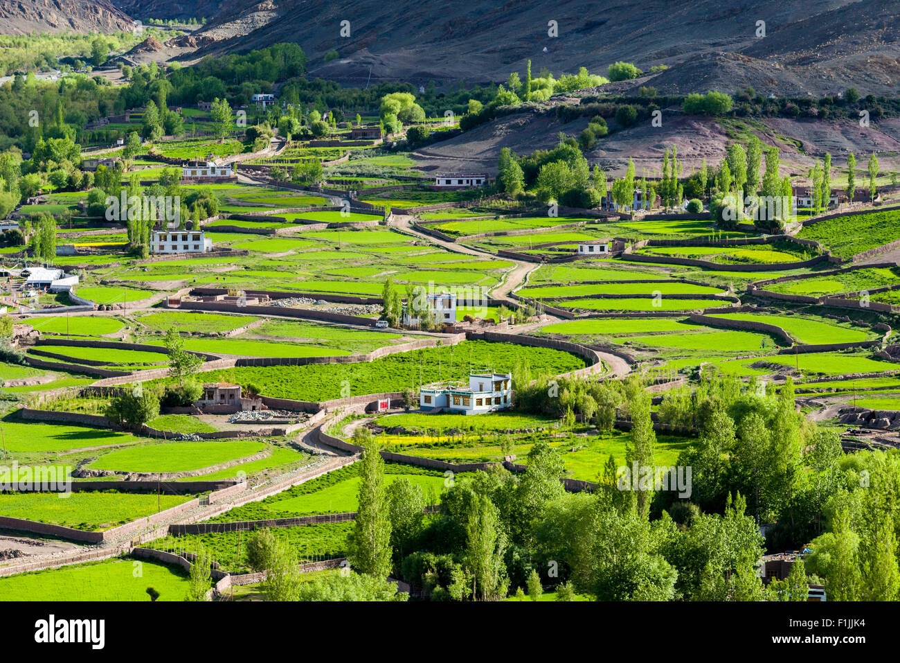 Vista aérea de campos verdes y casas de campo en un pequeño valle alto por encima del valle del Indo, Matho, Jammu y Cachemira, la India Foto de stock