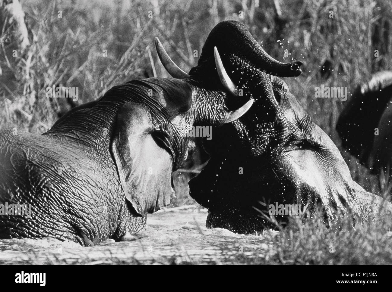 Los elefantes luchan en el río. Foto de stock