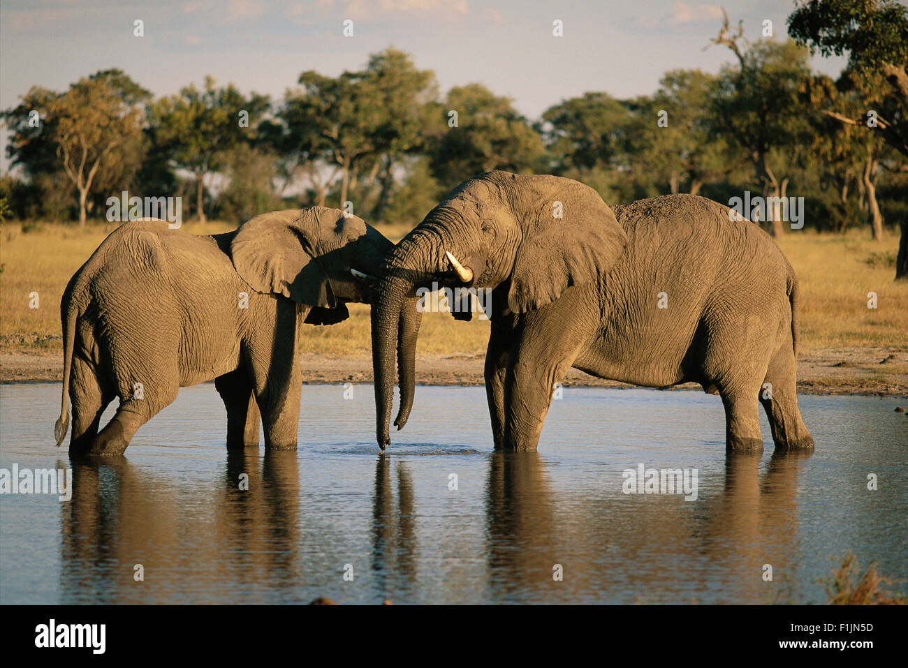 Los elefantes en el abrevadero Foto de stock