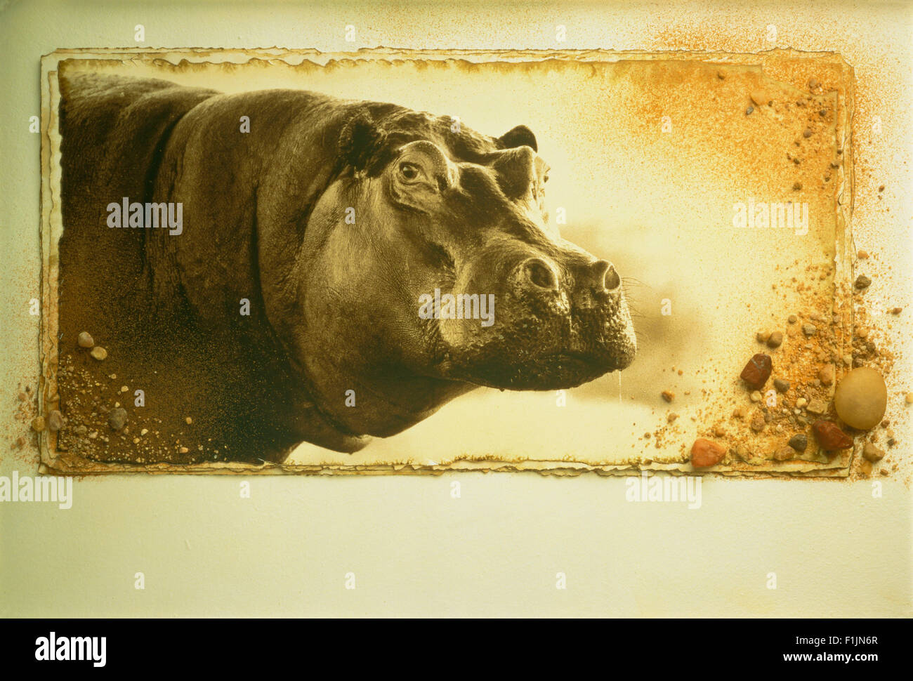 De izquierda a derecha) Un momento romántico de noche entre Gloria la  hipopótamo (Jada Pinkett Smith) y abrevadero lotario Moto Moto (will.i.am)  es interrumpida por Melman (David Schwimmer) en la película de