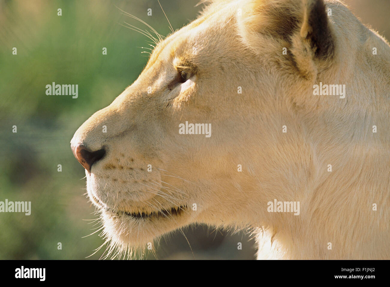 Retrato de leona blanca Foto de stock
