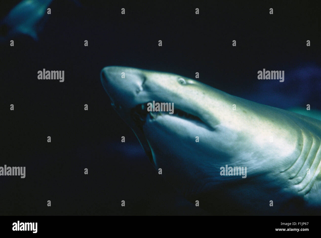 Vista submarina de tiburones en el océano Foto de stock