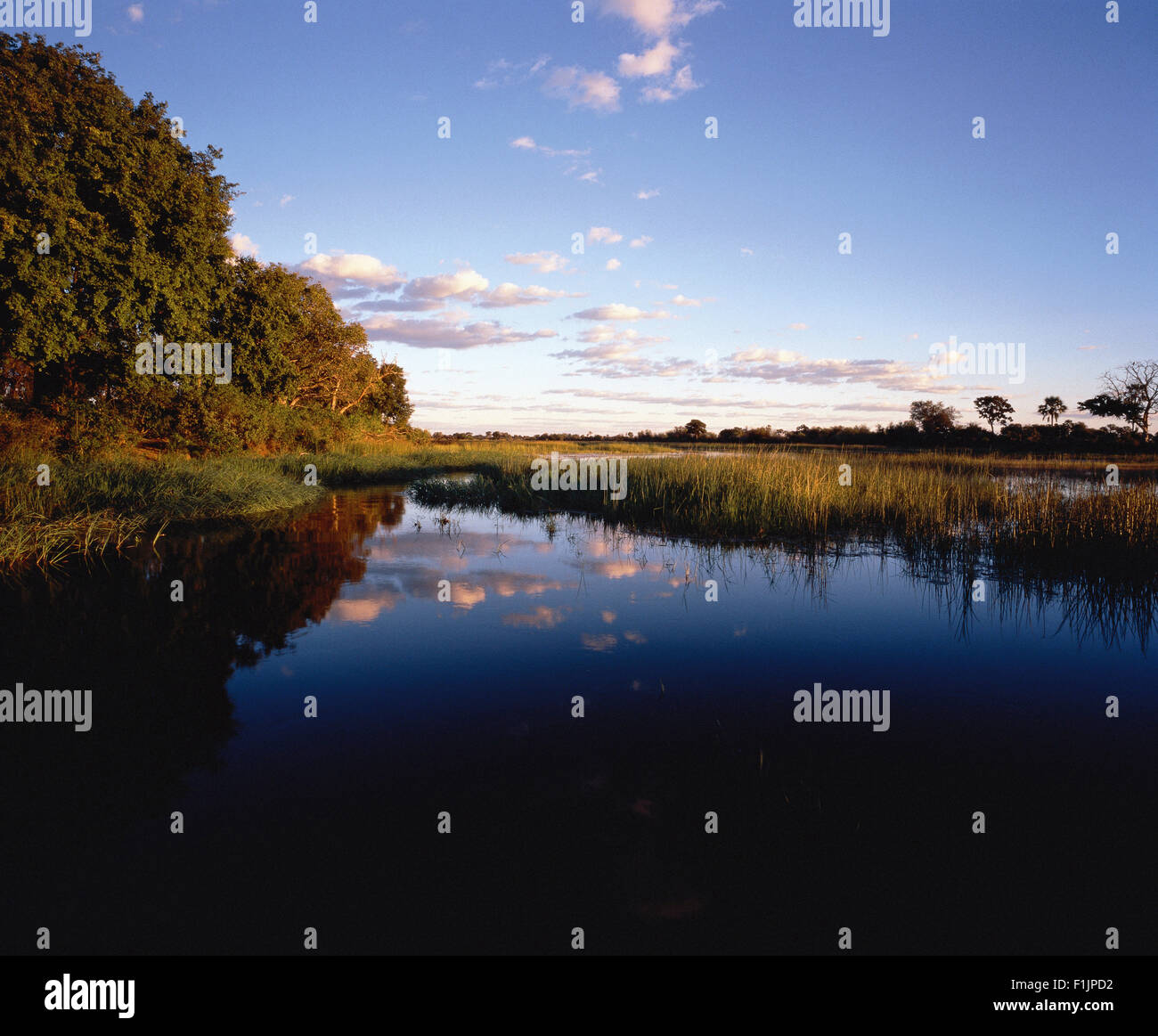 Río y árboles del Delta del Okavango, Botswana, África Foto de stock