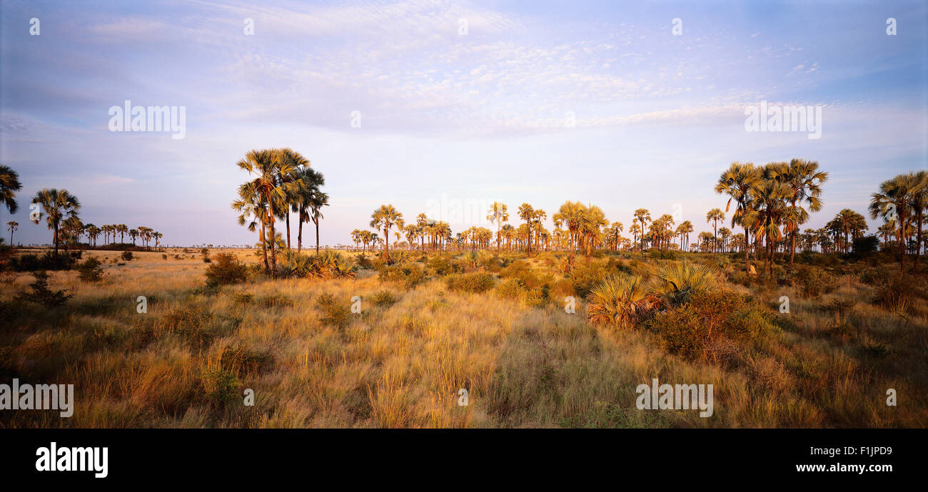 Los pastizales del Delta del Okavango, Botswana, África Foto de stock