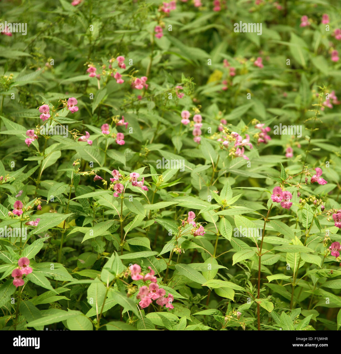 Flor denominada Policemans en ambiente leavy casco verde Foto de stock